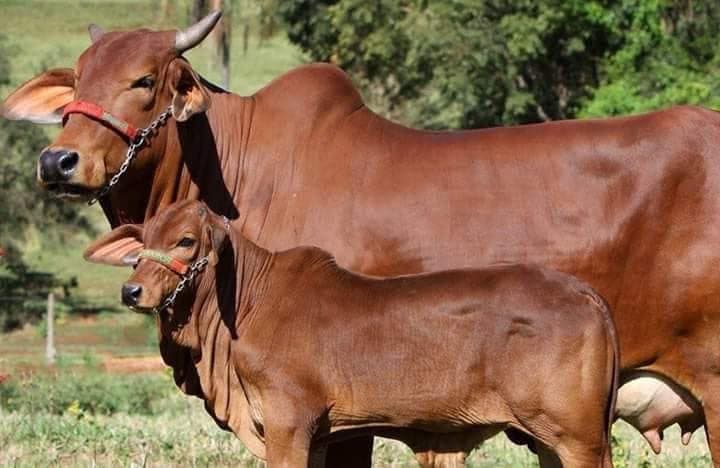 Somali Cattle — High-yield commercial cattle