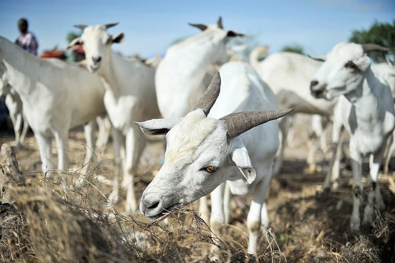 Somali Goat — Commercial export livestock